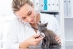 Veterinary Assistant Specialist Program - HF-VASP-01