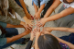 Certificate in Nonprofit Management with Simulation - WE-BP-2041