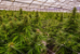 Certified Cannabis Horticulture Specialist - WE-BP-7X921