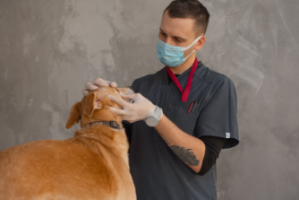 Veterinary Assistant Professional Program 