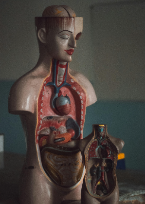 Venous Anatomy 