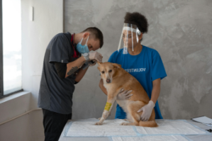 Certified Veterinary Assistant 