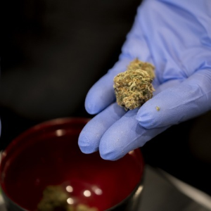 Certified Cannabis Budtender 
