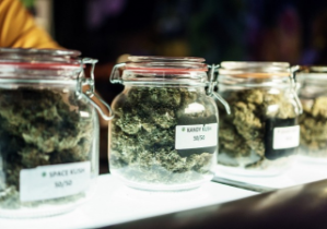 Certified Cannabis Dispensary Manager 