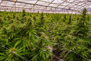 Certified Cannabis Horticulture Specialist 